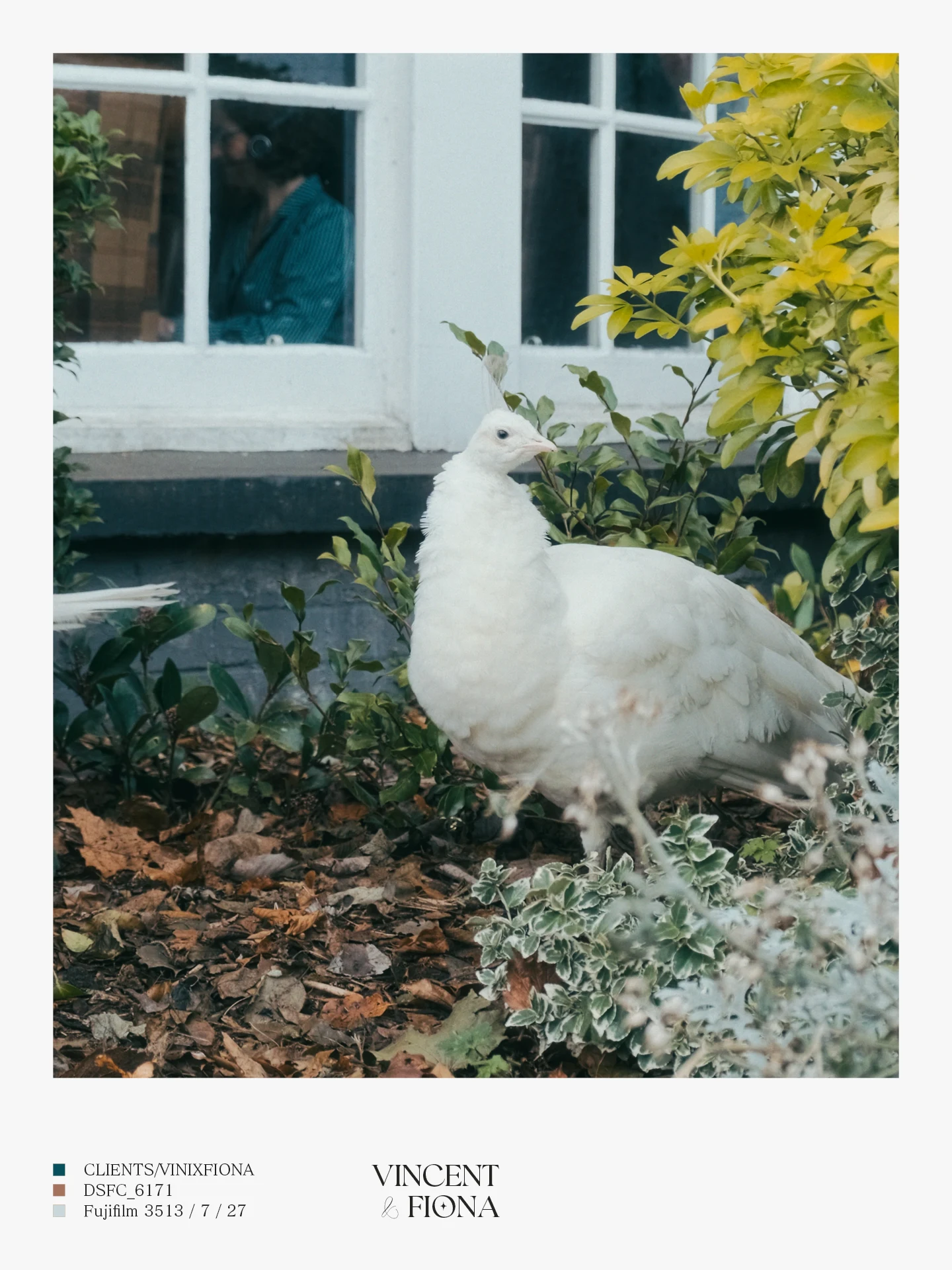 Vincent & Fiona media 2